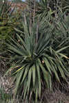 Moundlily yucca